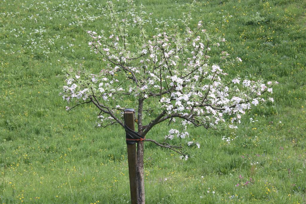Alpenferienwohnungen Wiesenlehen Berchtesgaden Exterior foto